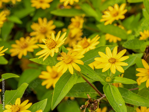 Small yellow creeping zinnia flowers, sanvitalia speciose photo