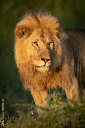 Close-up of male lion standing looking left