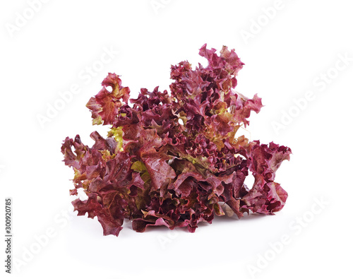 red lettuce isolated on white background