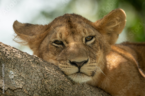Fototapeta Naklejka Na Ścianę i Meble -  Close-up of sleepy lion cub in tree