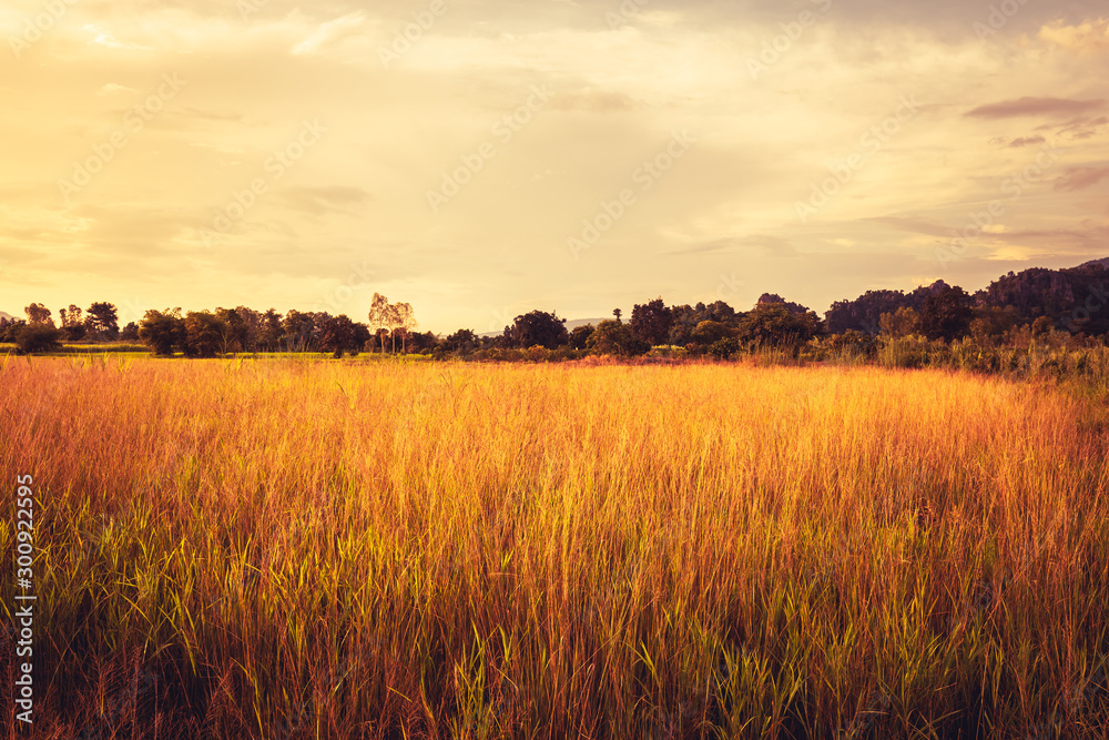 Fototapeta premium Vintage Field in Countryside