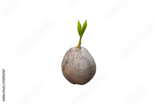Old coconut germination growing isolated on white background.