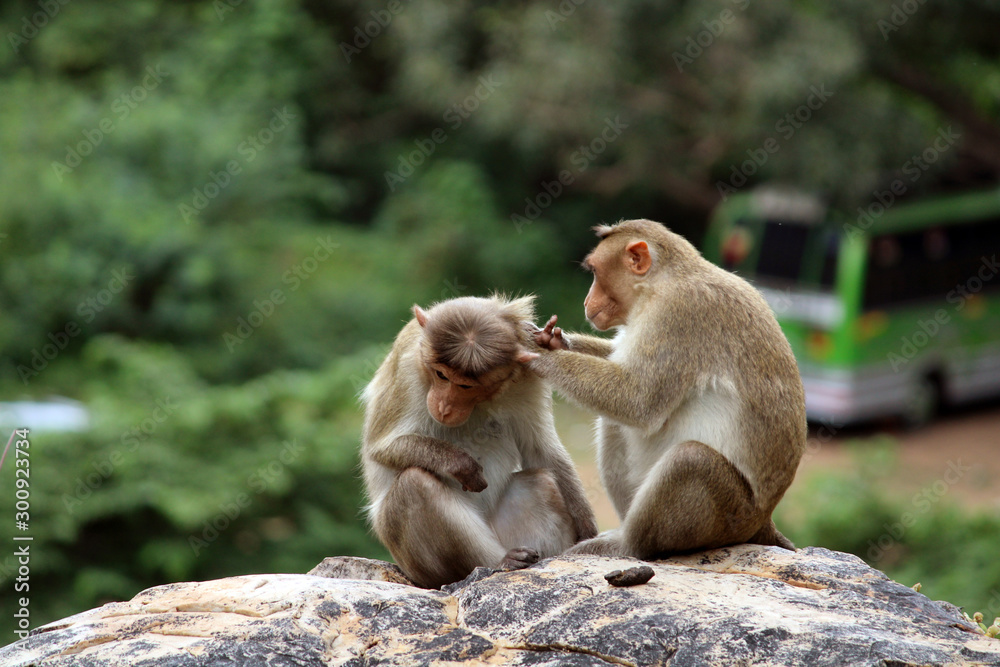 Naklejka premium Bonnet Macaque Monkeys Grooming Each Other