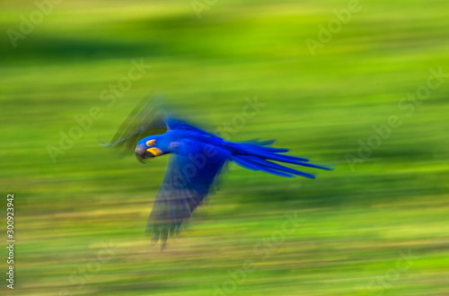 Hyacinth Macaws in flight. South America. Brazil. Pantanal National Park.
