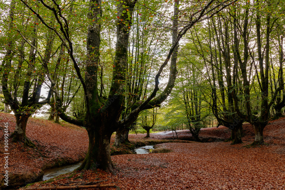magic forest in the basque country