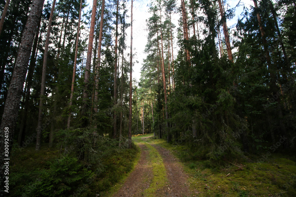 Fototapeta premium Beautiful countryside view of old forest in Europe-Latvia. Natural forest in a hot, sunny summer day with bright blue sky with clouds.
