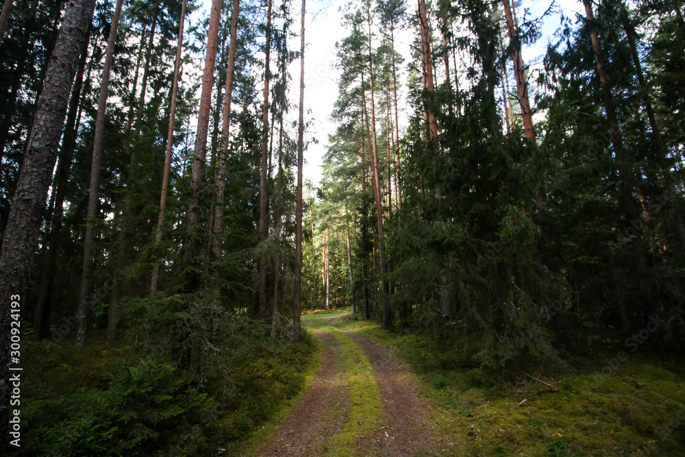 Obraz premium Beautiful countryside view of old forest in Europe-Latvia. Natural forest in a hot, sunny summer day with bright blue sky with clouds.