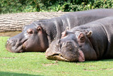 two hippos lie on the lawn to rest. the concept of body positive. close up
