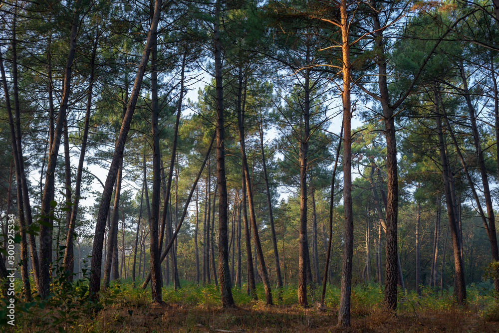 forêt forêt