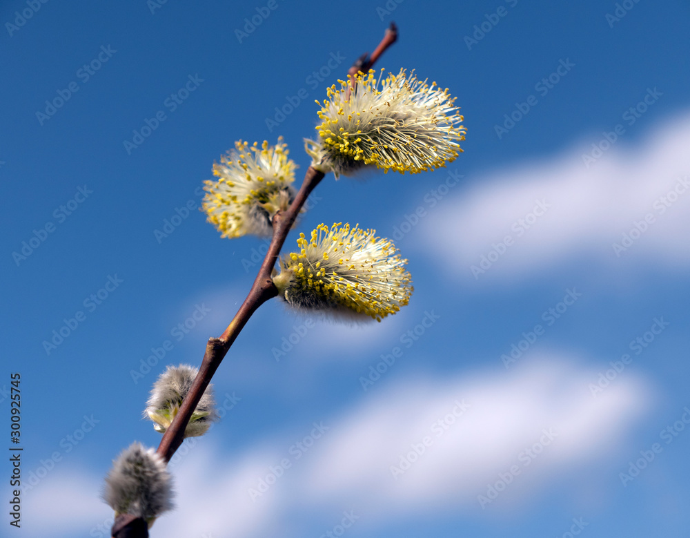 Fototapeta premium Beautiful branches pussy willow against the blue sky, easter palm sunday holiday