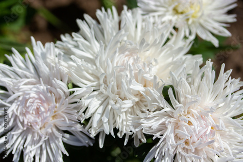 Blossom aster callistephus white needle close-up. Lush fresh inflorescences of callistephus blooming backdrop nature