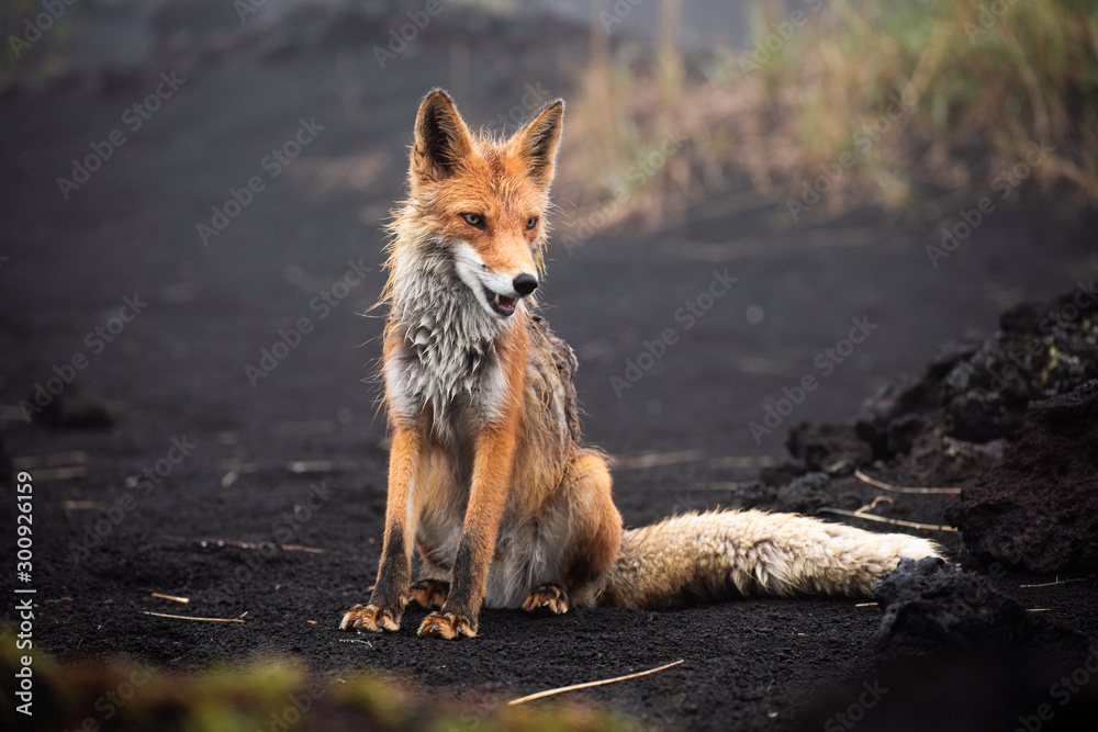 Red fox close up. Portrait of a fox in Kamchatka