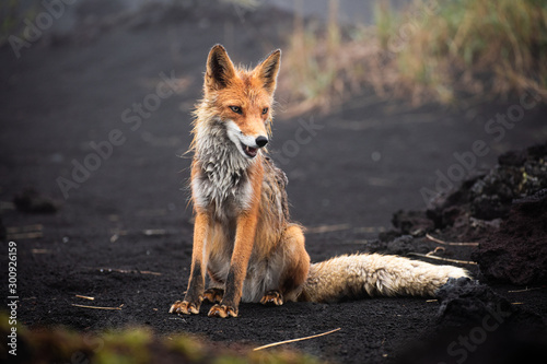 Red fox close up. Portrait of a fox in Kamchatka