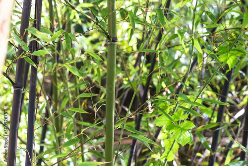 Black bamboo stems on sunlight close up