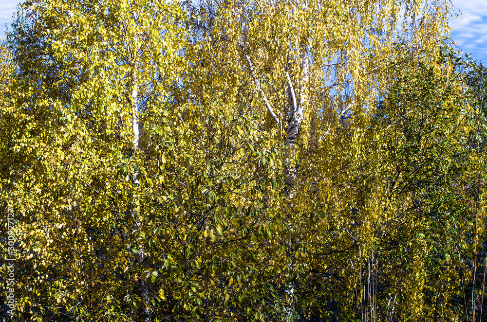 The space of the image is occupied by the crowns of several birches in autumn attire of yellow leaves on a clear Sunny day, close-up. The space of the image is occupied by the crowns of several birches in autumn attire of yellow leaves on a clear Sunny day, close-up.