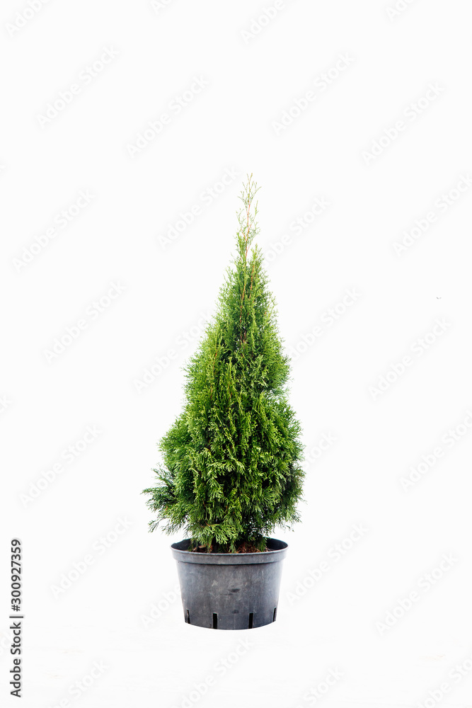 Potted tree on a white background Potted tree on a white background