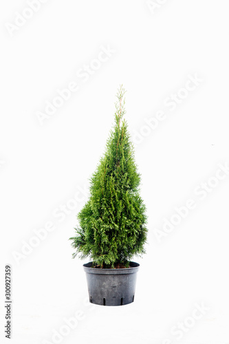 Potted tree on a white background