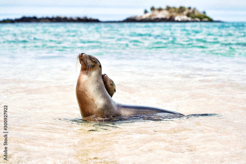 Naklejka premium Galapagos, Ecuador