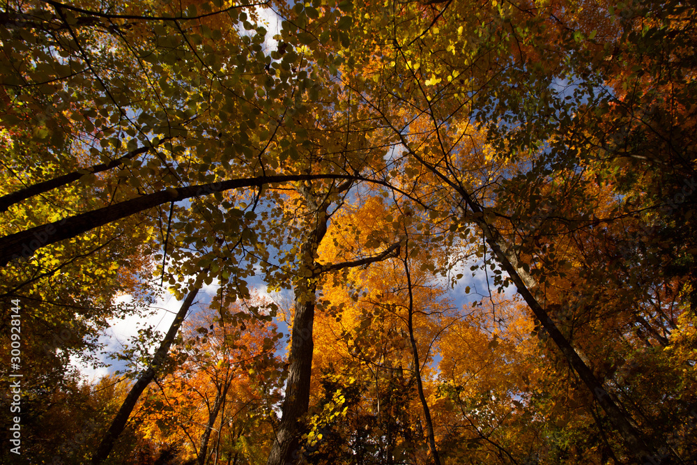 Obraz premium Arched