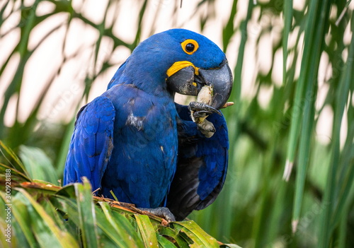 Hyacinth Macaw is sitting on a palm tree and eating nuts. South America. Brazil. Pantanal National Park.