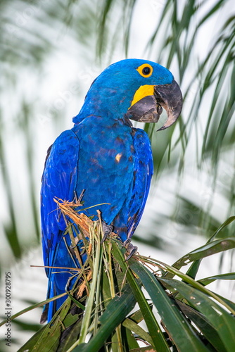 Hyacinth Macaw is sitting on a palm tree. South America. Brazil. Pantanal National Park.