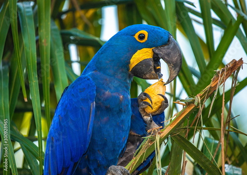 Hyacinth Macaw is sitting on a palm tree and eating nuts. South America. Brazil. Pantanal National Park.