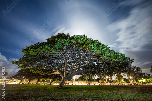 Photography Atmospheric light show: huge tree with impressive branched tree top on a meadow