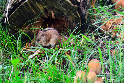  Brandmaus (Apodemus agrarius)  photo