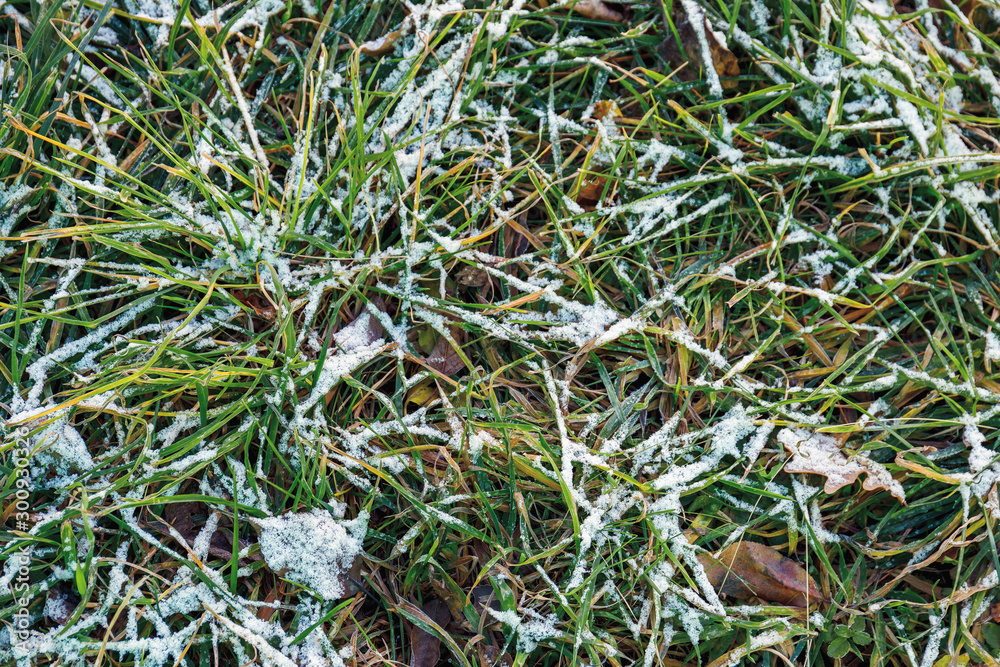 Frozen green grass after night frost in autumn Frozen green grass after night frost in autumn