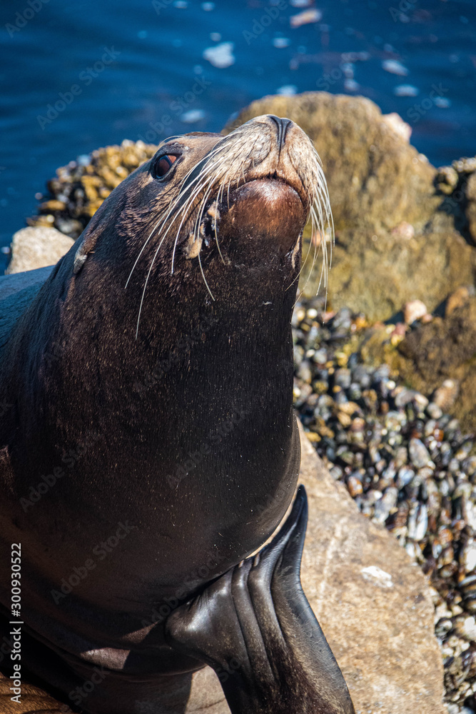 Obraz premium Sea Lion in Monterey, California