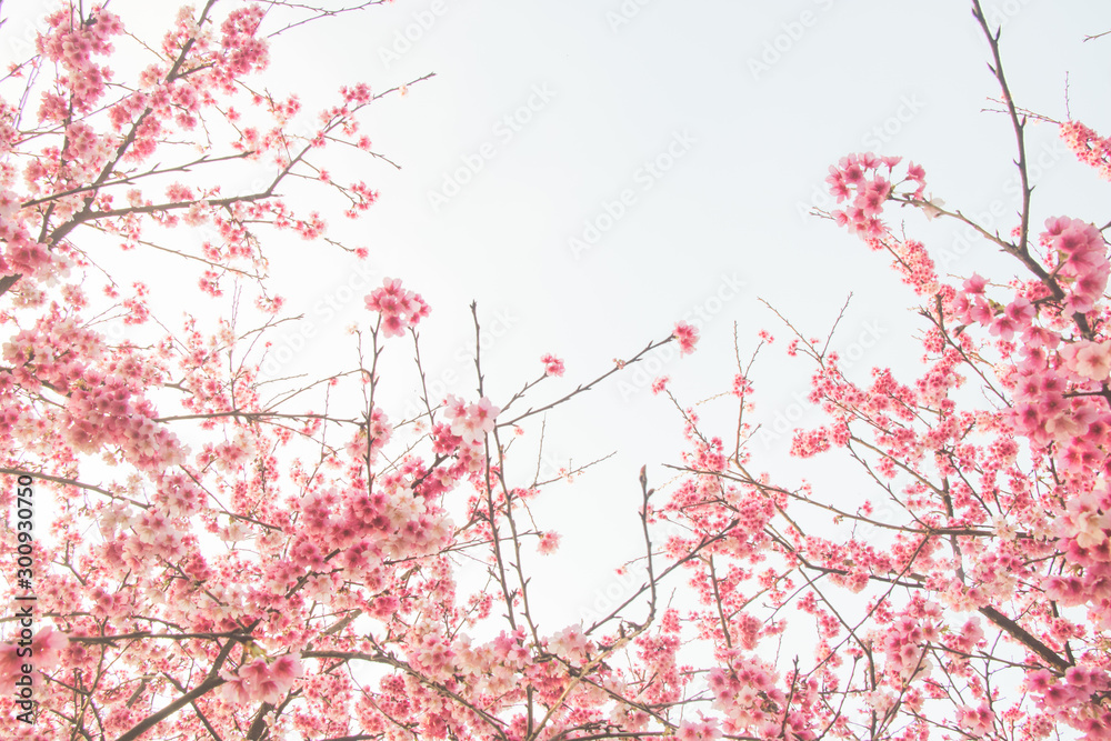 Tamsui Palace, Tamsui Town, New Taipei City-Feb 2,2019: Cherry Blossom of Tianyuan Palace in sunny day. Tamsui Palace, Tamsui Town, New Taipei City-Feb 2,2019: Cherry Blossom of Tianyuan Palace in sunny day.