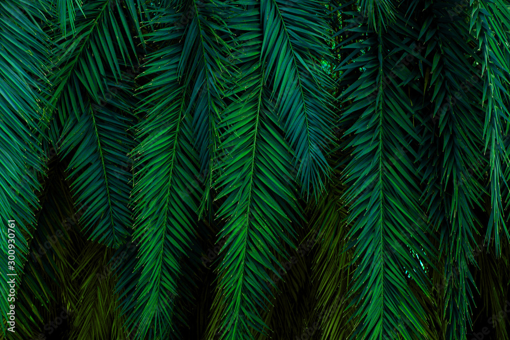 tropical green palm leaf and shadow, abstract natural background, dark tone