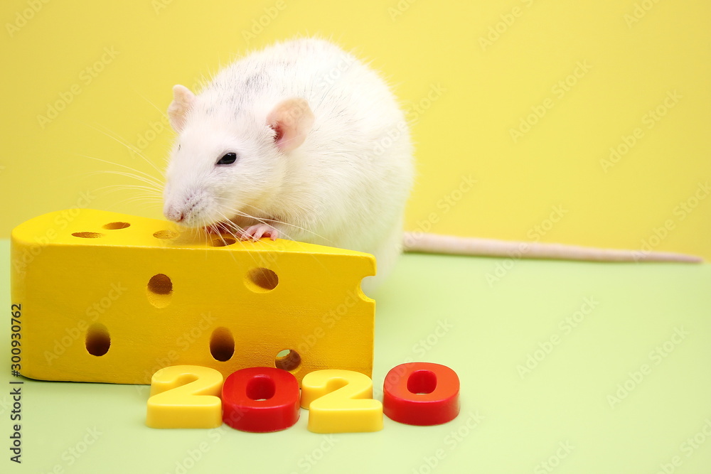Fototapeta premium 2020 New year number and the decorative rat with a toy cheese. The rat is a symbol Of the new year 2020.