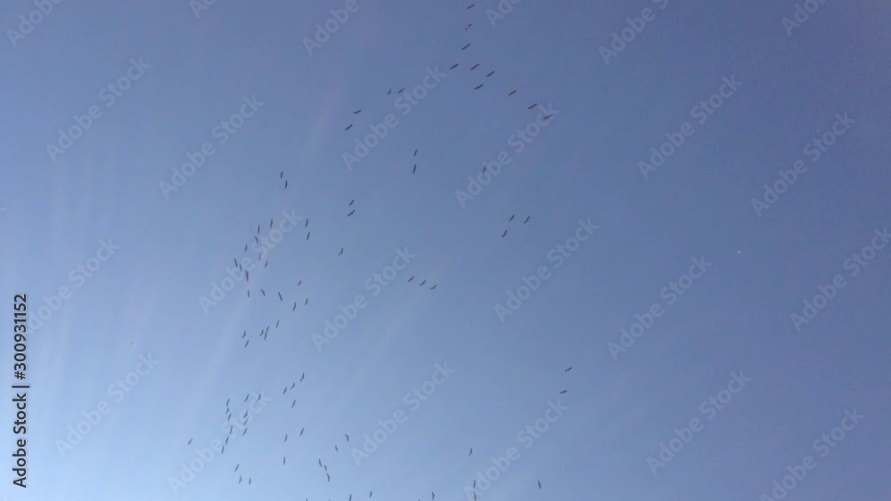 A large flock of crane birds Grus flying high in the blue sky without clouds 2 A large flock of crane birds Grus flying high in the blue sky without clouds 2