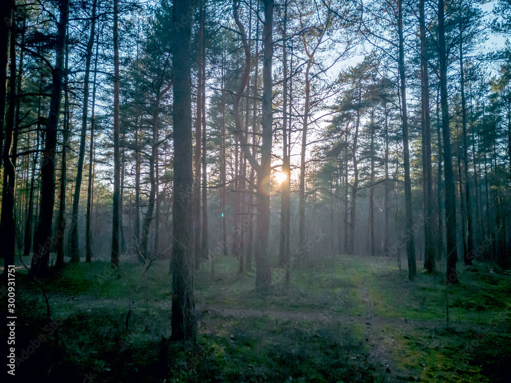 Fototapeta premium Path road through the foggy forest