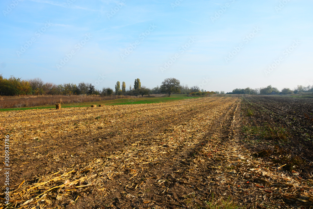 field in autumn field in autumn