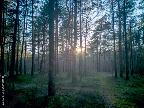 Path road through the foggy forest © Dmitri