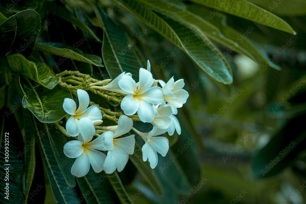 Fototapeta premium Plumeria tree