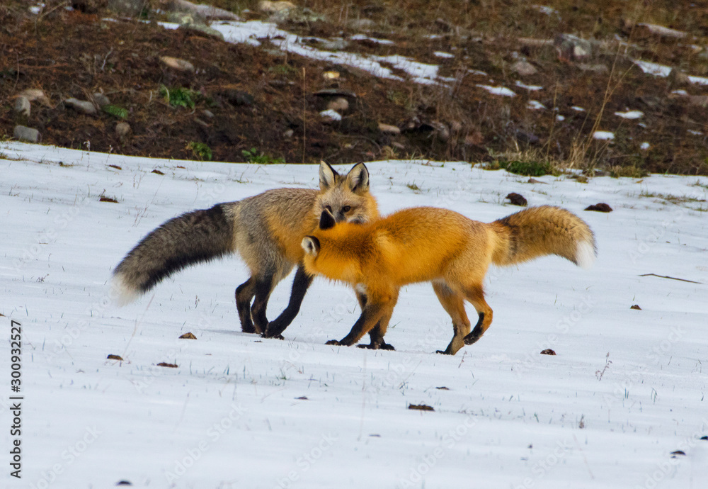 Fototapeta premium Foxes - Reynard and Vixen