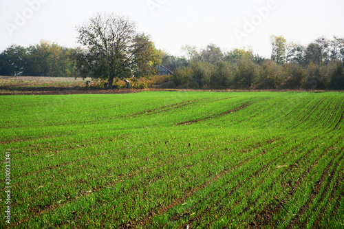 field in autumn