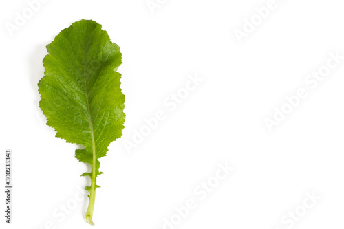 Green kale in isolated white background