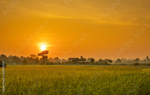 Roads and rice paddies during the sunrise time.