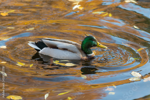 duck in the water with fallen autumn leaves