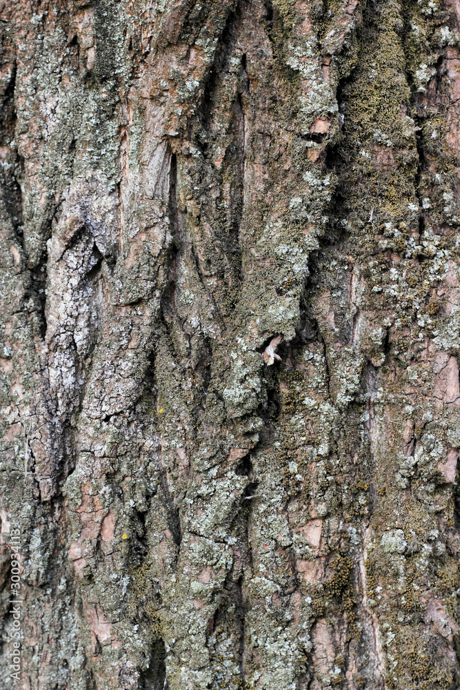 Porous corrugated bark with moss of old wood Porous corrugated bark with moss of old wood