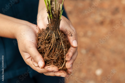 Vetiver