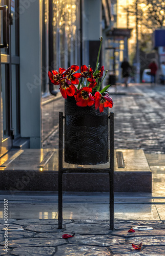 wilted bouquet of red tulips in the trash bin next to the store on the street at sunset photo