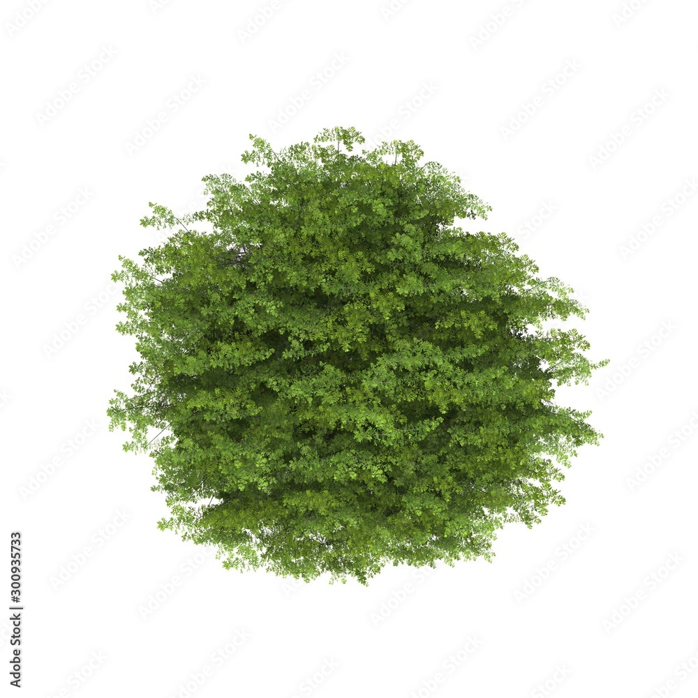 Fototapeta premium tree top view on white background