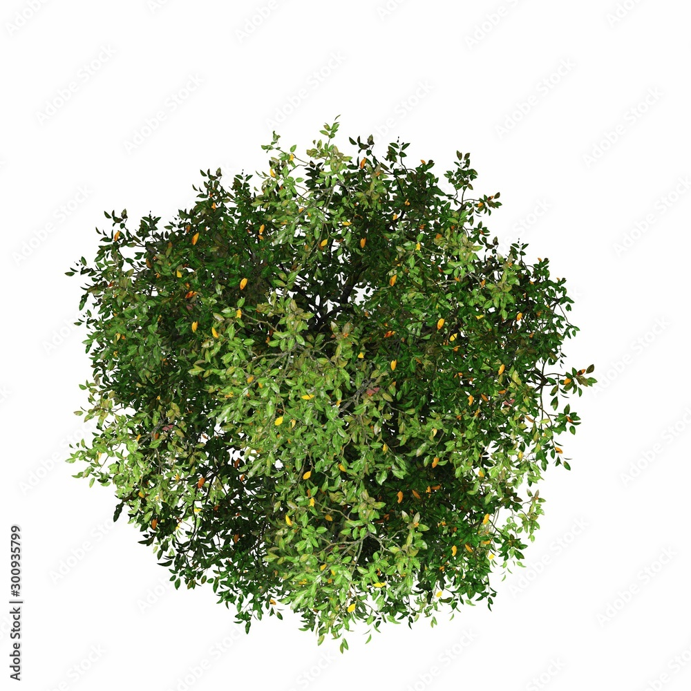 tree top view on white background tree top view on white background