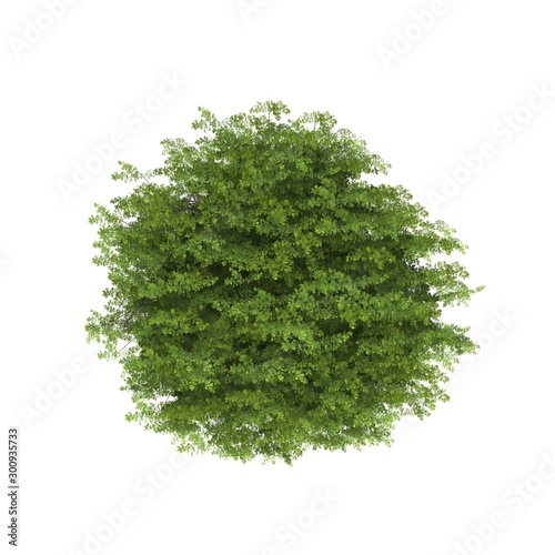 tree top view on white background
