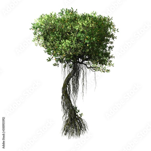 tree top view on white background